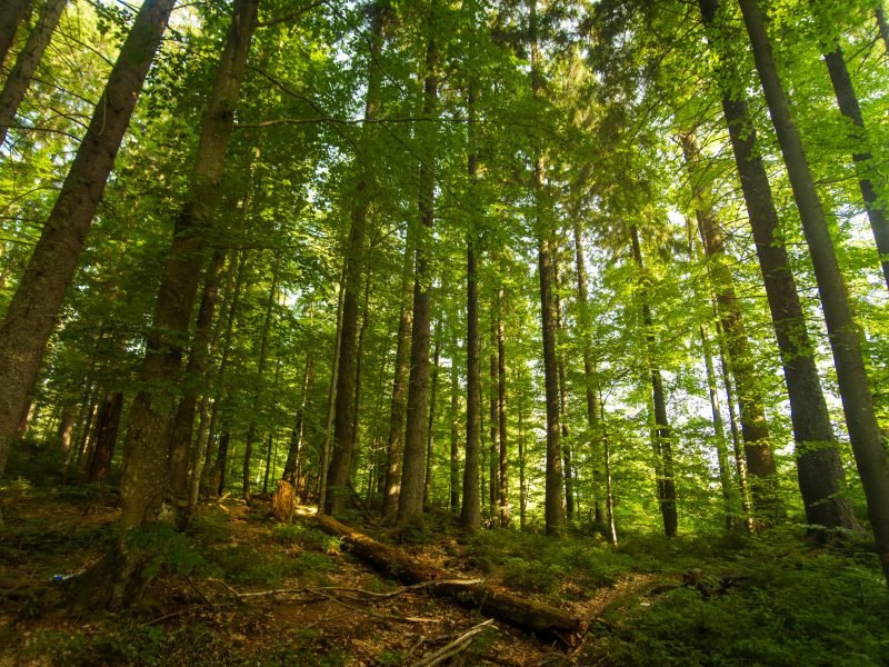 Beautiful green pine trees on Carpathian mountains in Ukraine