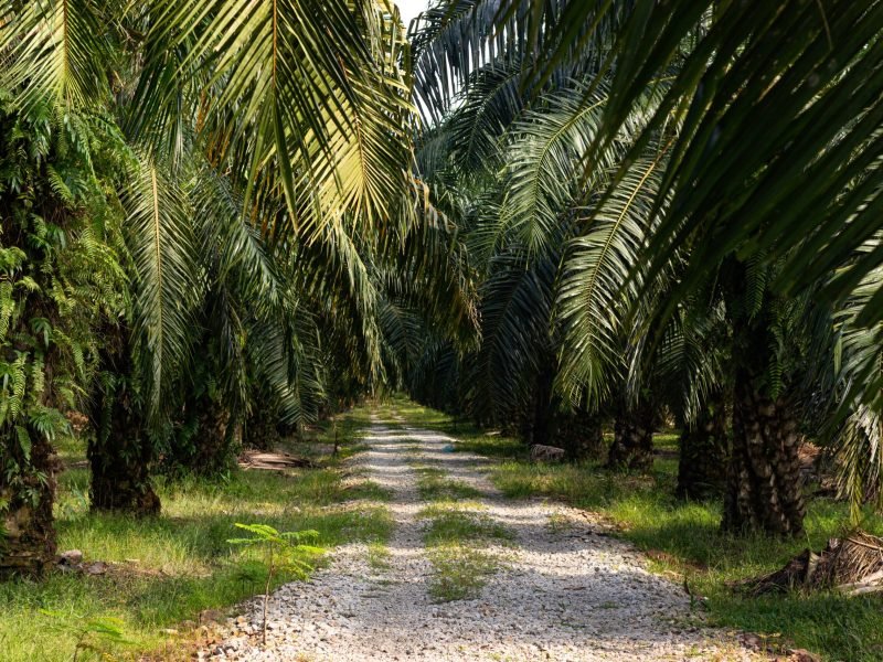 A palm tree plantation in South East Asia, The trees are used for Palm Oil production.